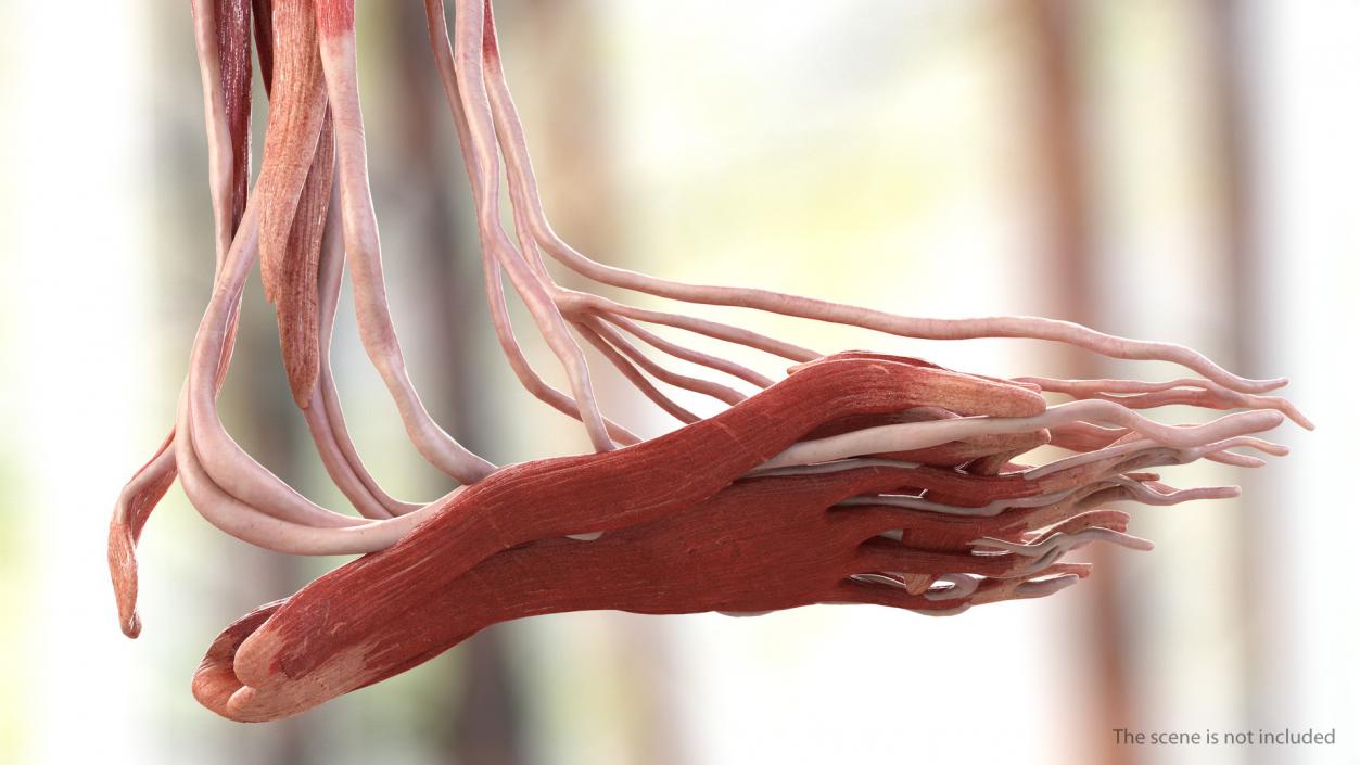 3D model Human Leg Muscular System