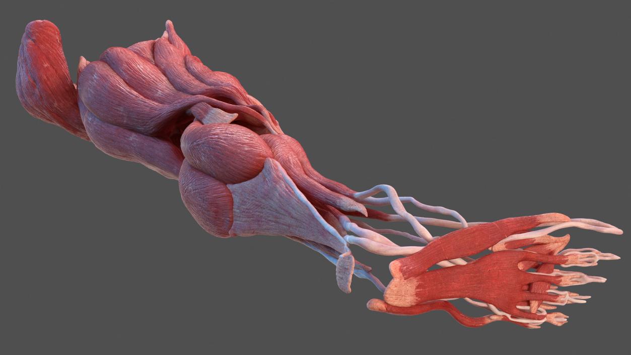 3D model Human Leg Muscular System