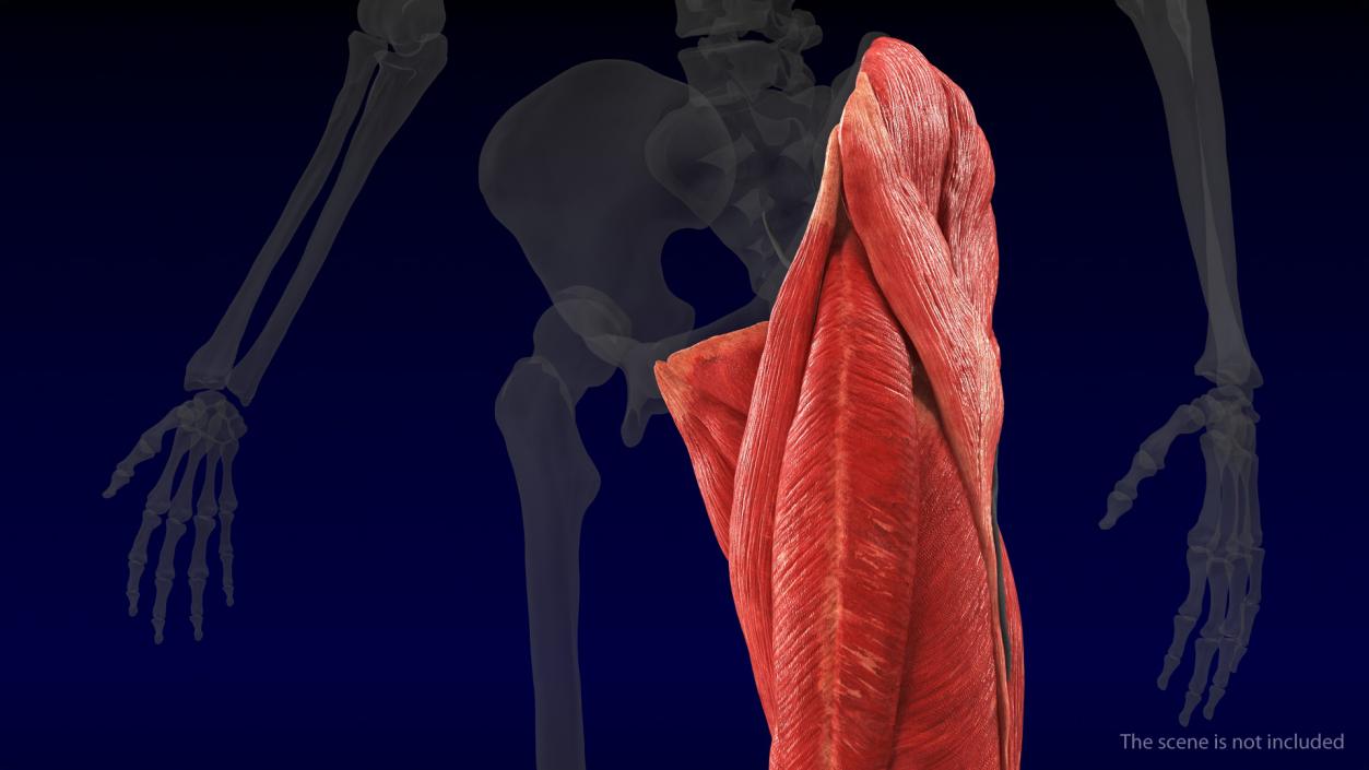 3D model Human Leg Muscular System