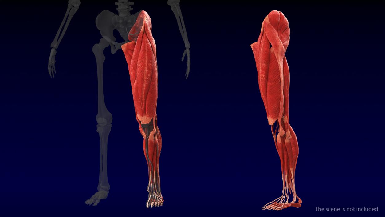 3D model Human Leg Muscular System