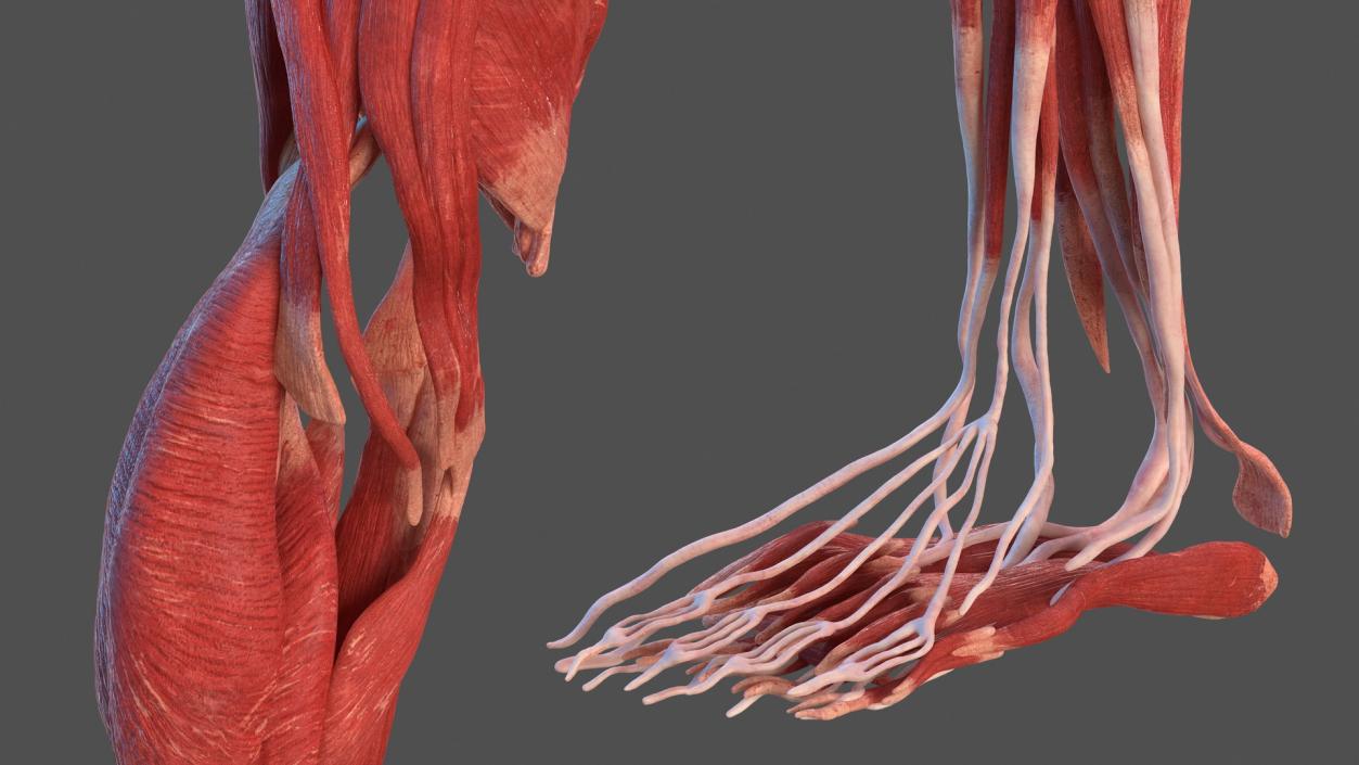 3D model Human Leg Muscular System