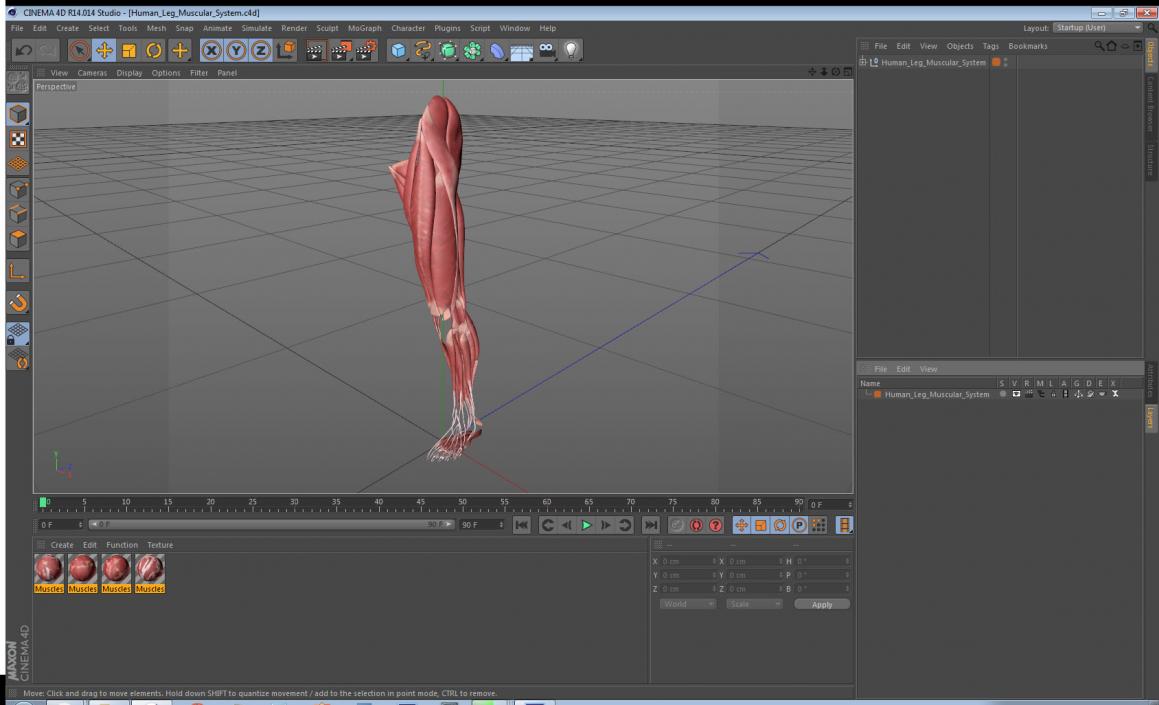 3D model Human Leg Muscular System