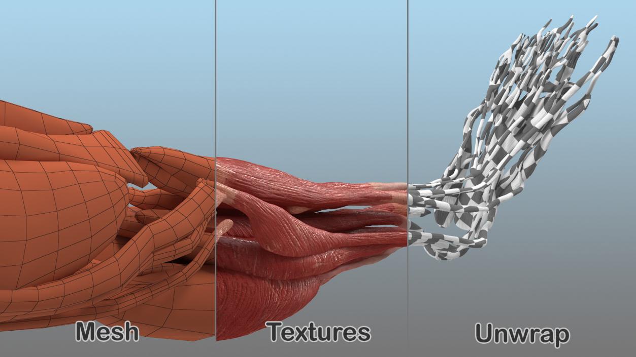 3D model Human Leg Muscular System