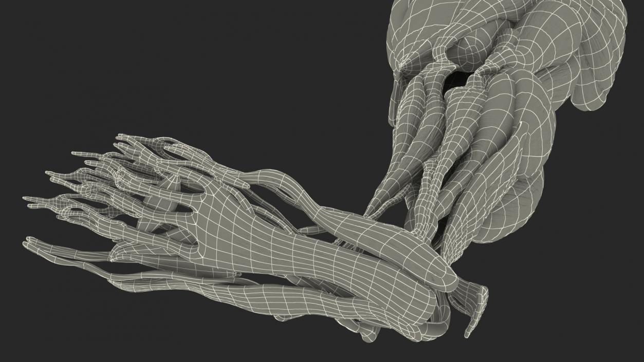 3D model Human Leg Muscular System