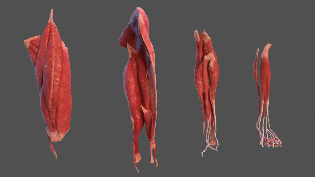 3D model Human Leg Muscular System