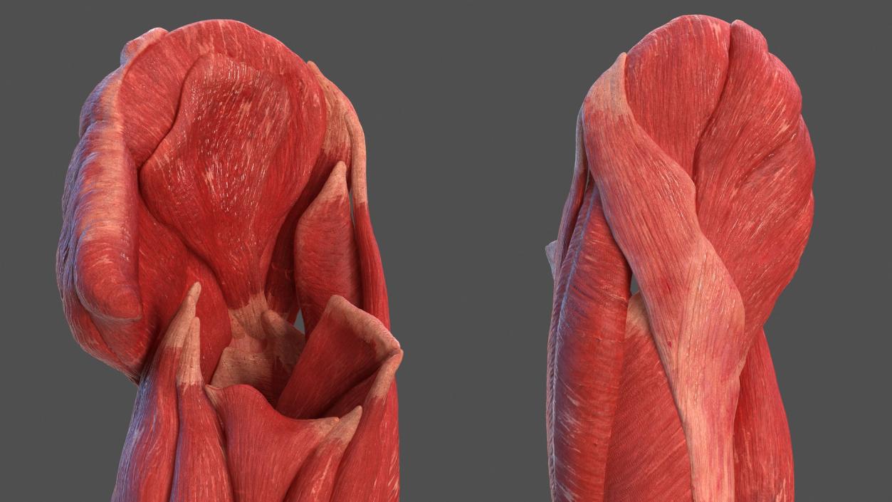 3D model Human Leg Muscular System