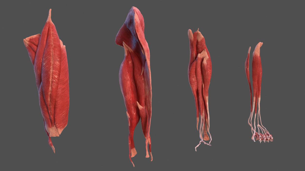 3D model Human Leg Muscular System