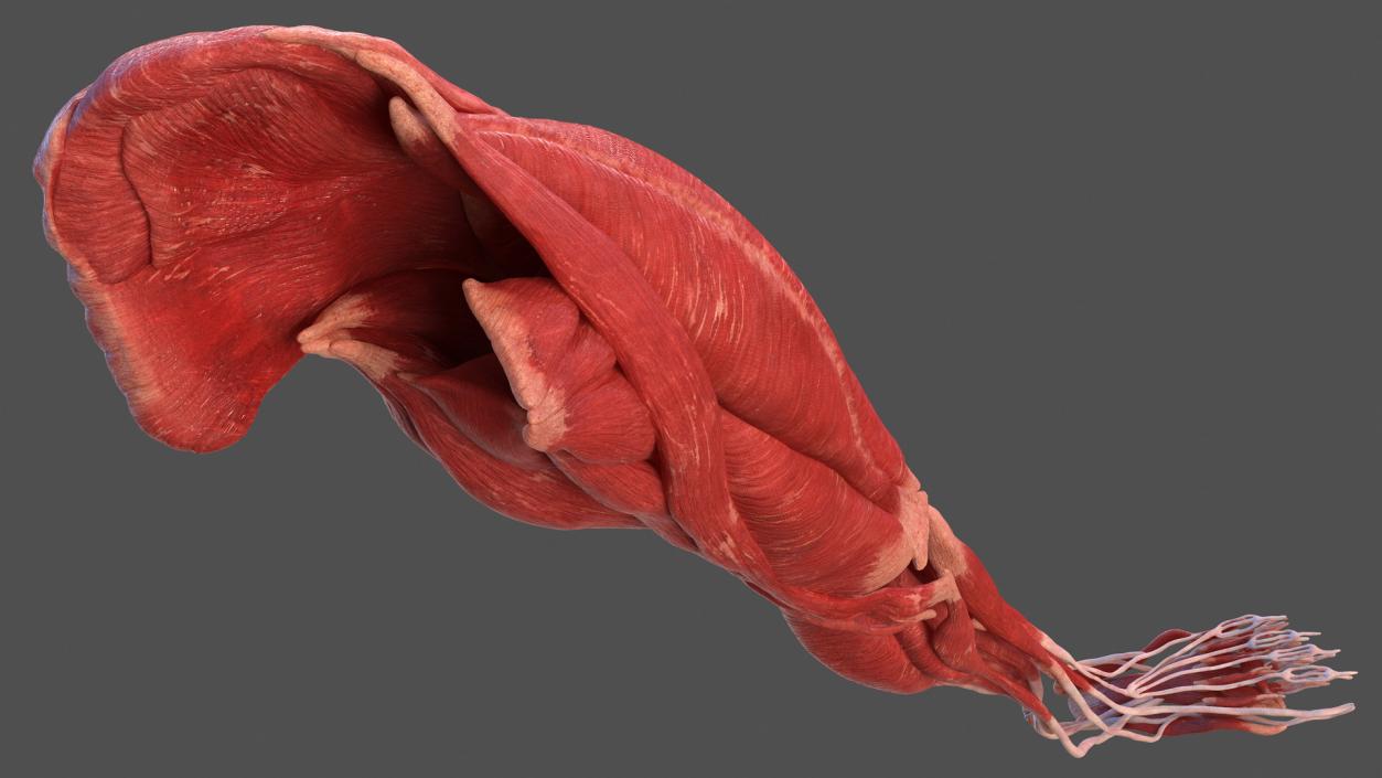 3D model Human Leg Muscular System