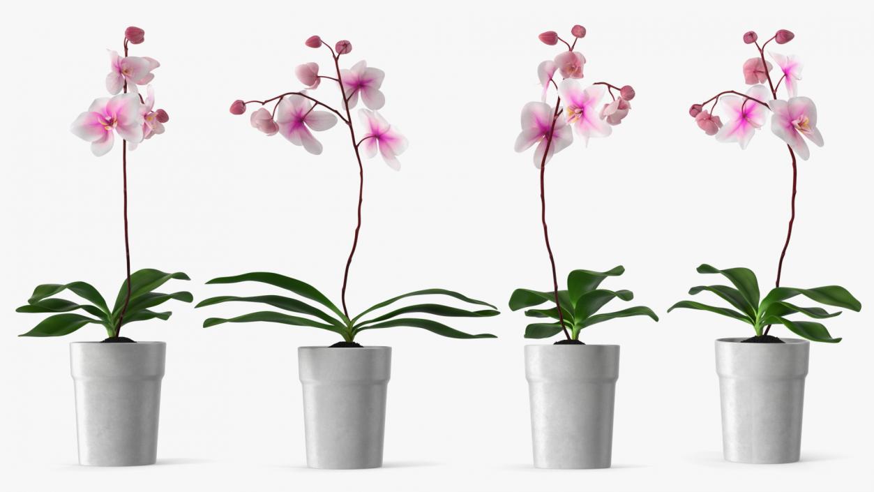 Orchid in White Pot 3D model