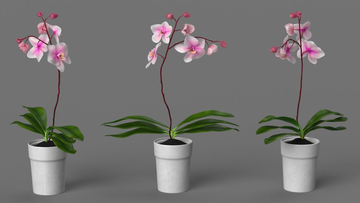 Orchid in White Pot 3D model