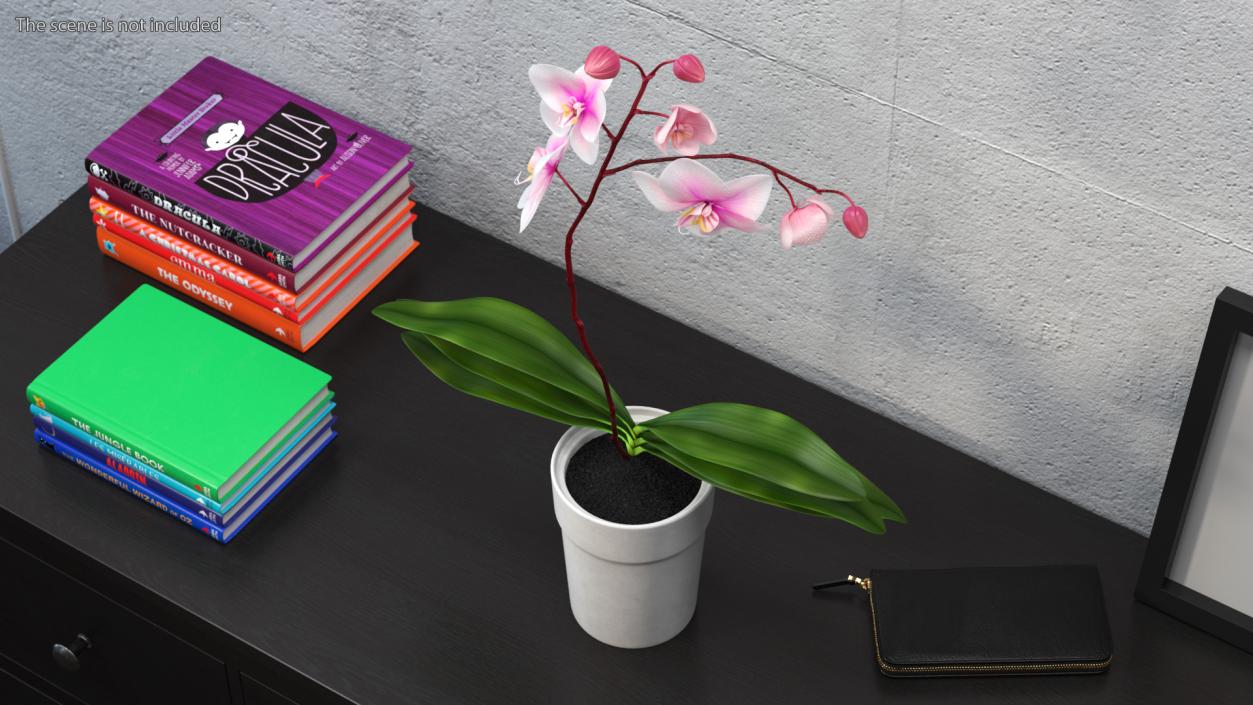 Orchid in White Pot 3D model