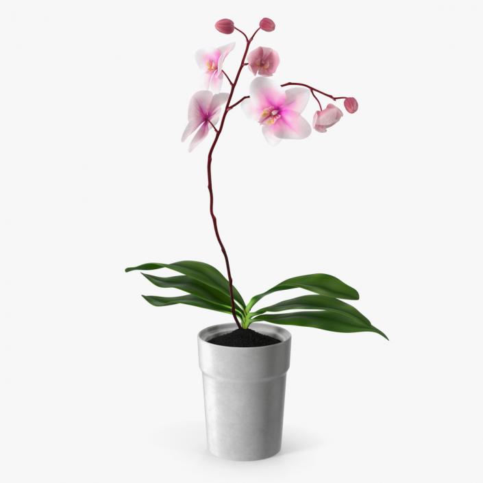 Orchid in White Pot 3D model