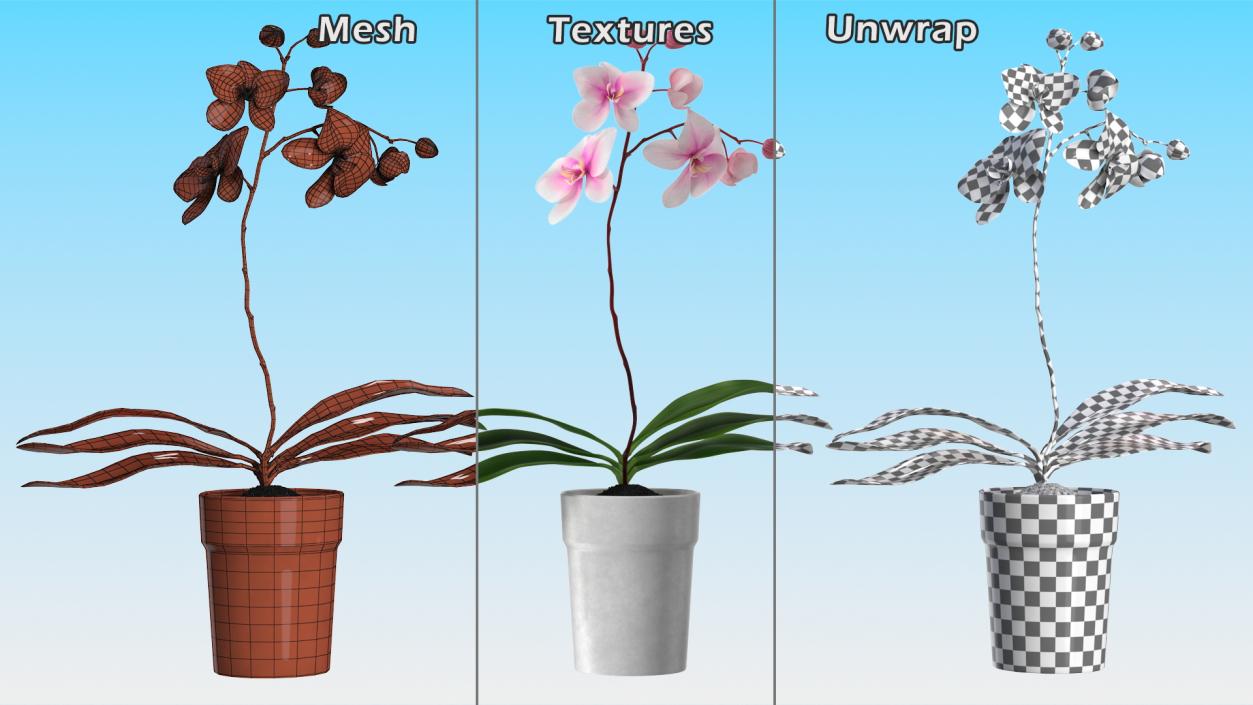 Orchid in White Pot 3D model