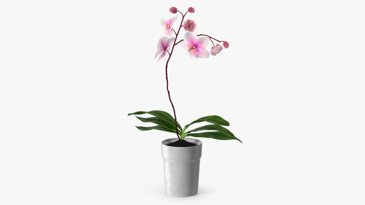 Orchid in White Pot 3D model