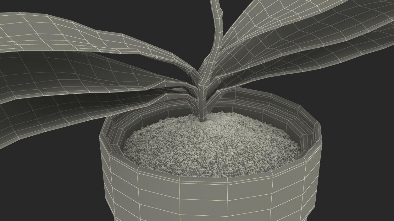 Orchid in White Pot 3D model