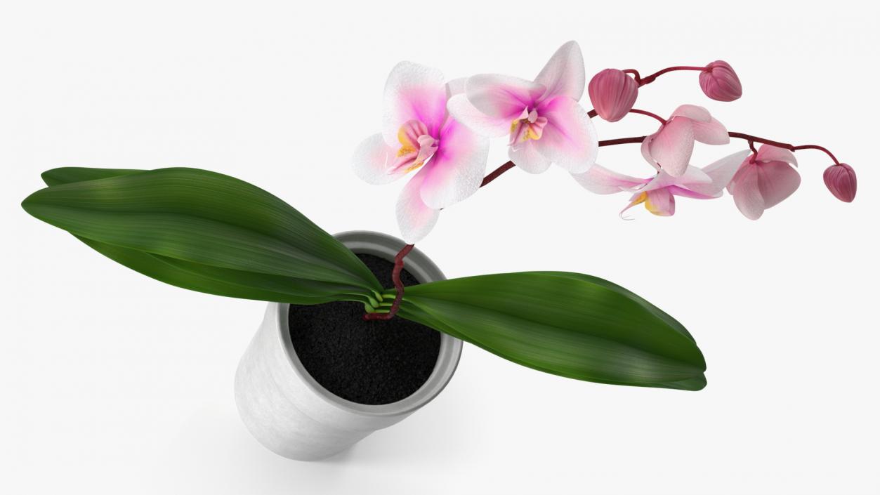 Orchid in White Pot 3D model