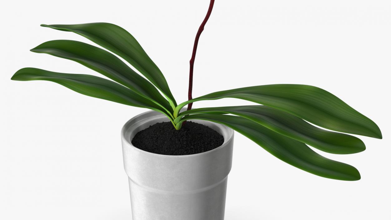 Orchid in White Pot 3D model