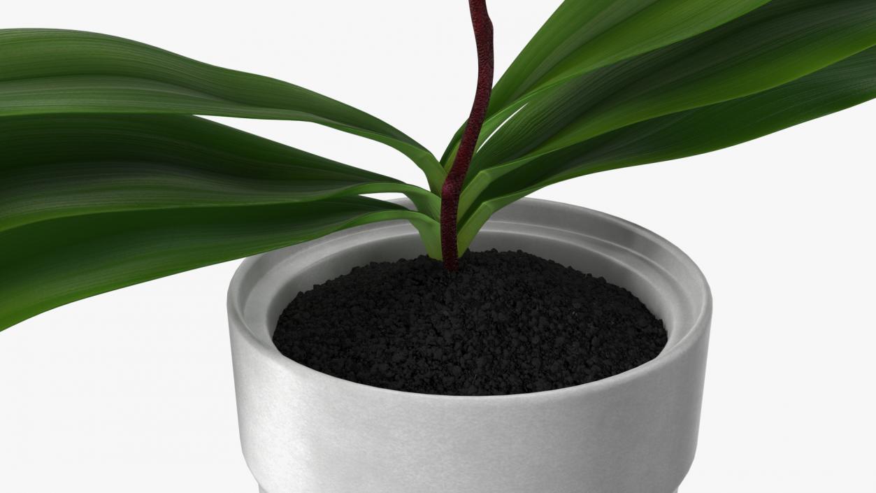 Orchid in White Pot 3D model