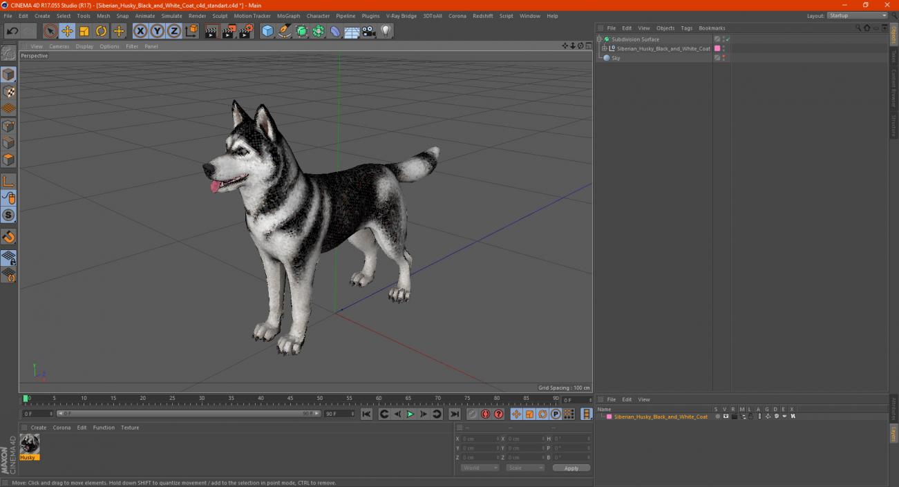 3D model Siberian Husky Black and White Coat