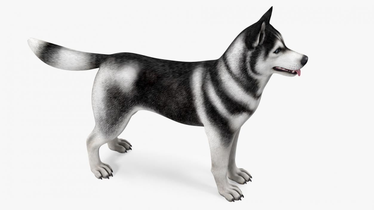 3D model Siberian Husky Black and White Coat