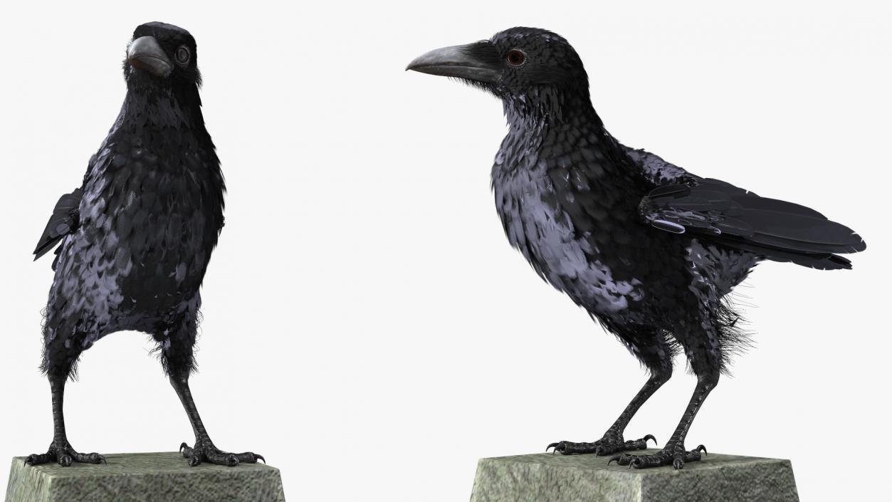 3D Raven on Halloween Tombstone model