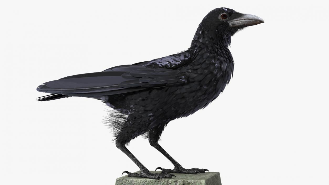 3D Raven on Halloween Tombstone model