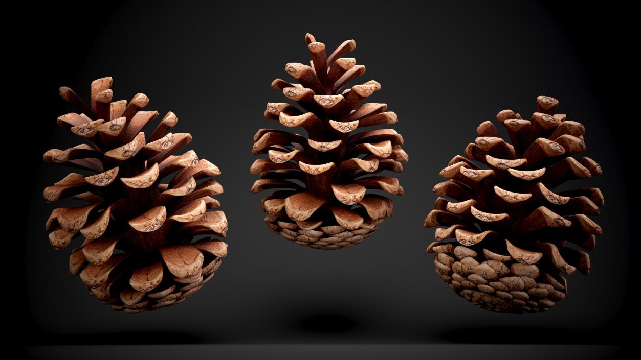 3D Christmas Decor Collection 5 model