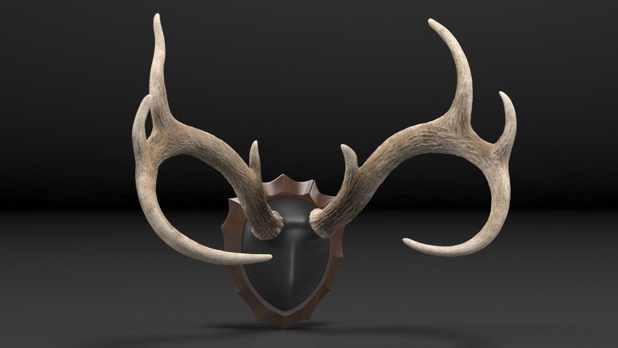 3D Deer Antlers on a Wall Mount model