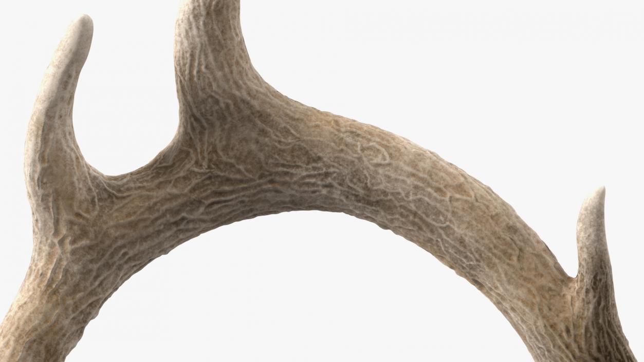 3D Deer Antlers on a Wall Mount model