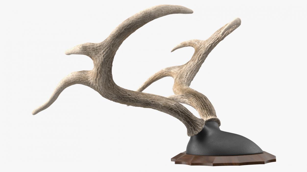 3D Deer Antlers on a Wall Mount model