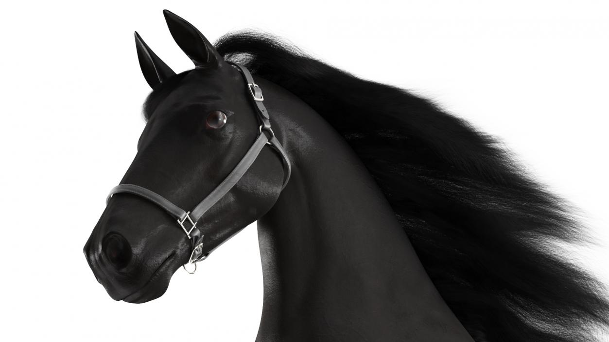 3D Running Friesian Horse Fur