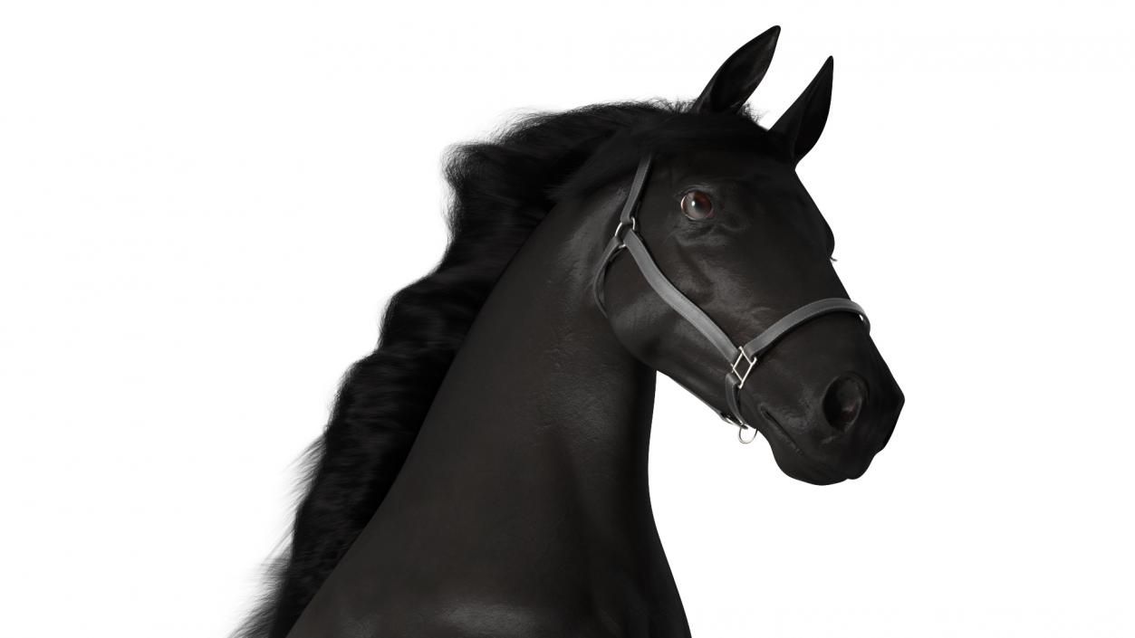 3D Running Friesian Horse Fur