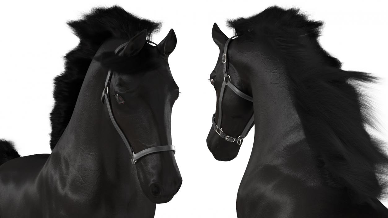 3D Running Friesian Horse Fur