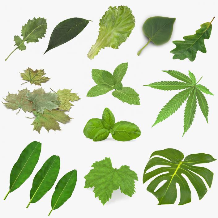 Leaves Collection 8 3D model