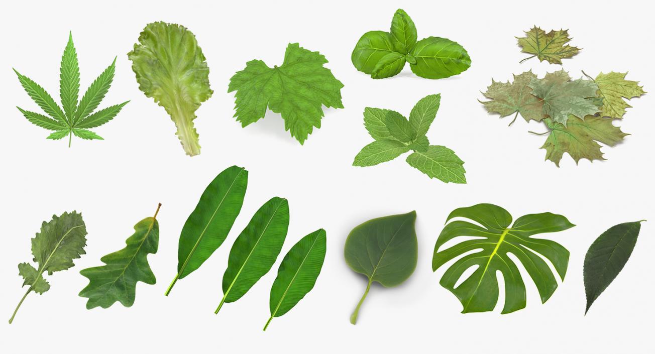 Leaves Collection 8 3D model