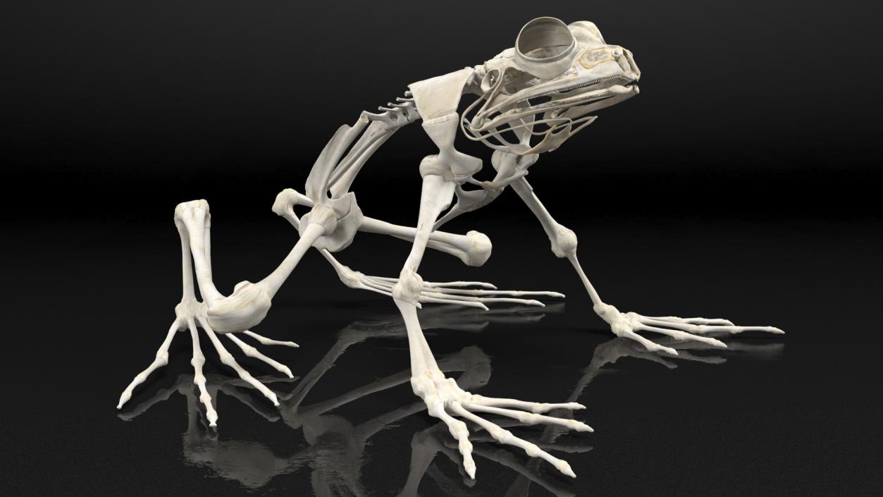 3D Frog Full Anatomy Collection model