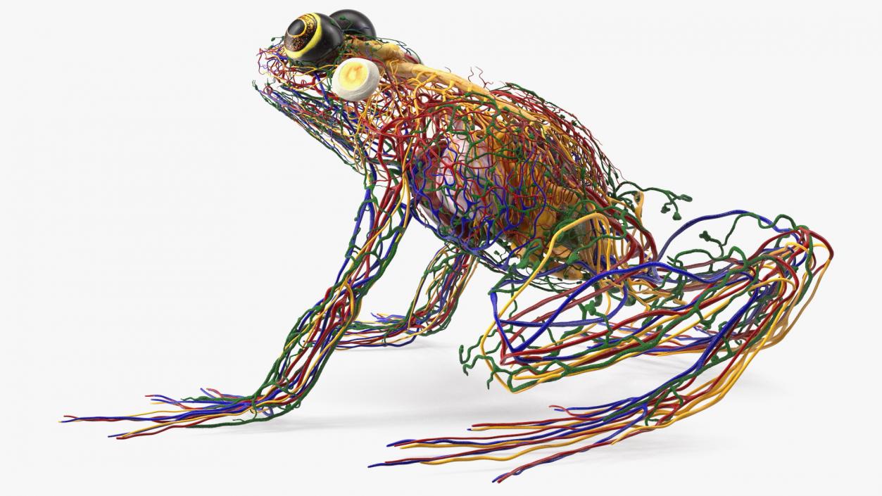 3D Frog Full Anatomy Collection model