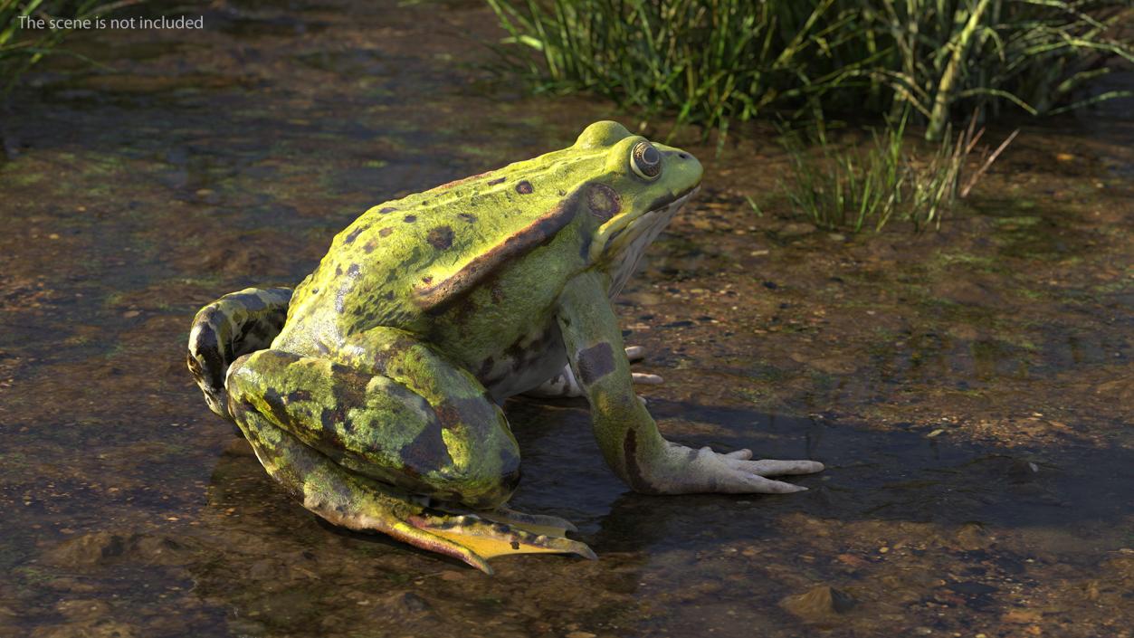 3D Frog Full Anatomy Collection model