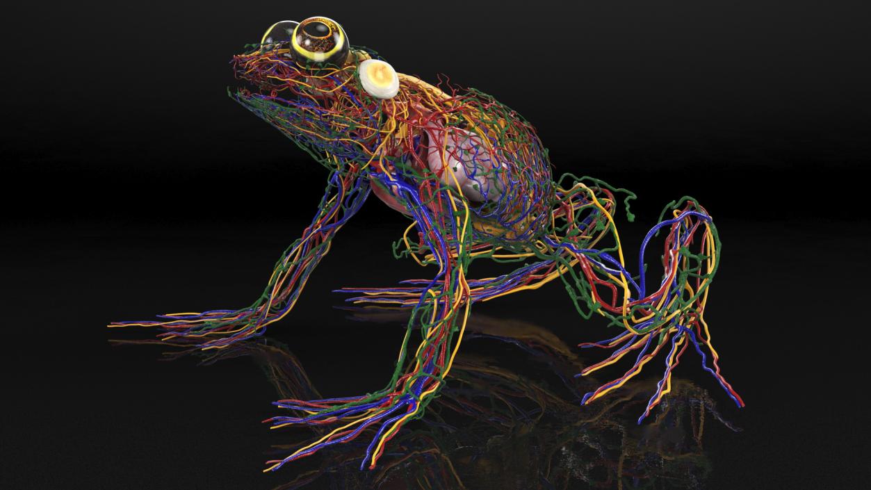 3D Frog Full Anatomy Collection model