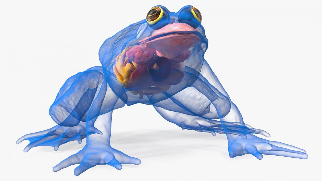 3D Frog Full Anatomy Collection model