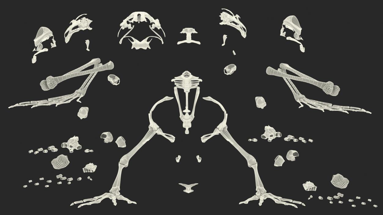 3D Frog Full Anatomy Collection model