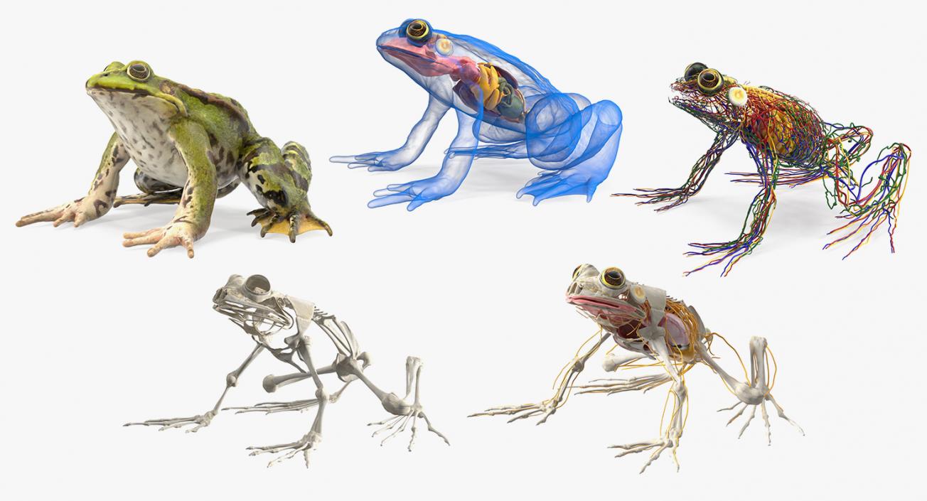 3D Frog Full Anatomy Collection model