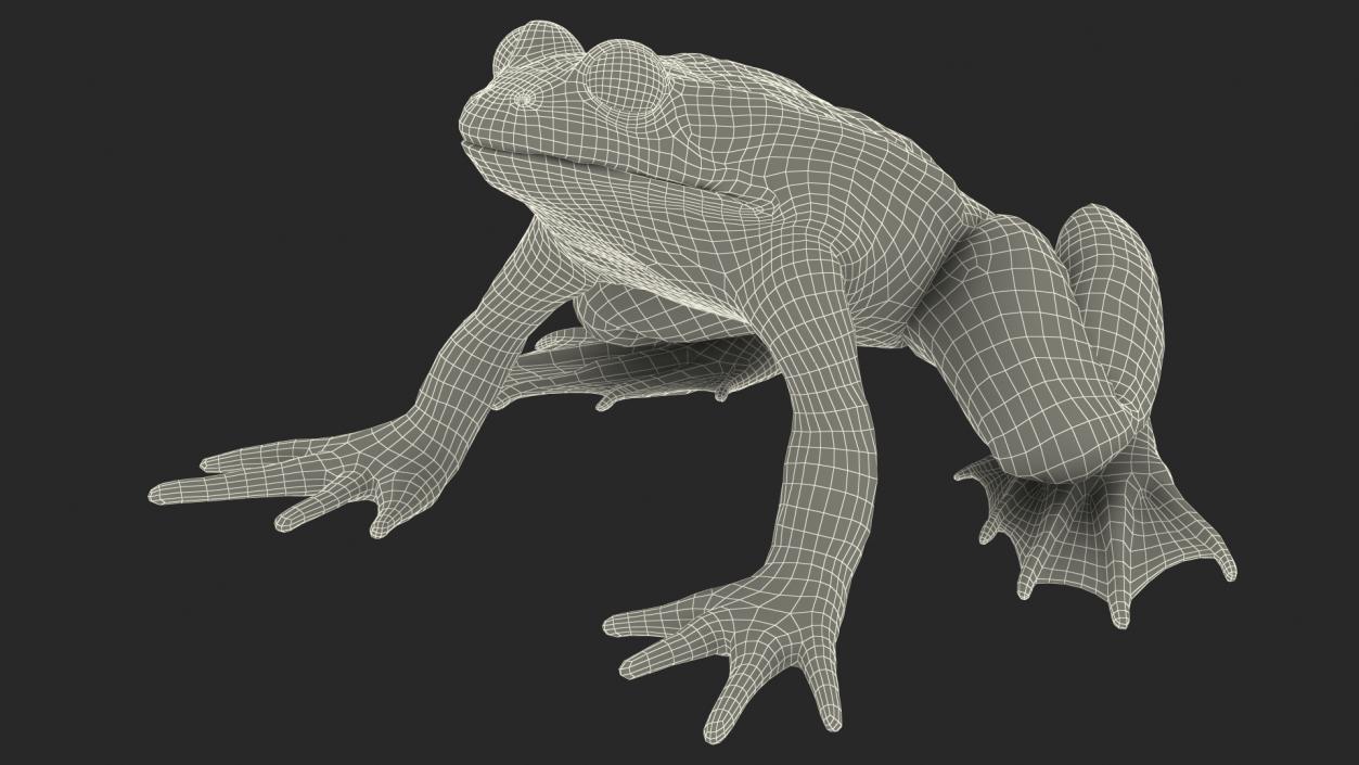 3D Frog Full Anatomy Collection model