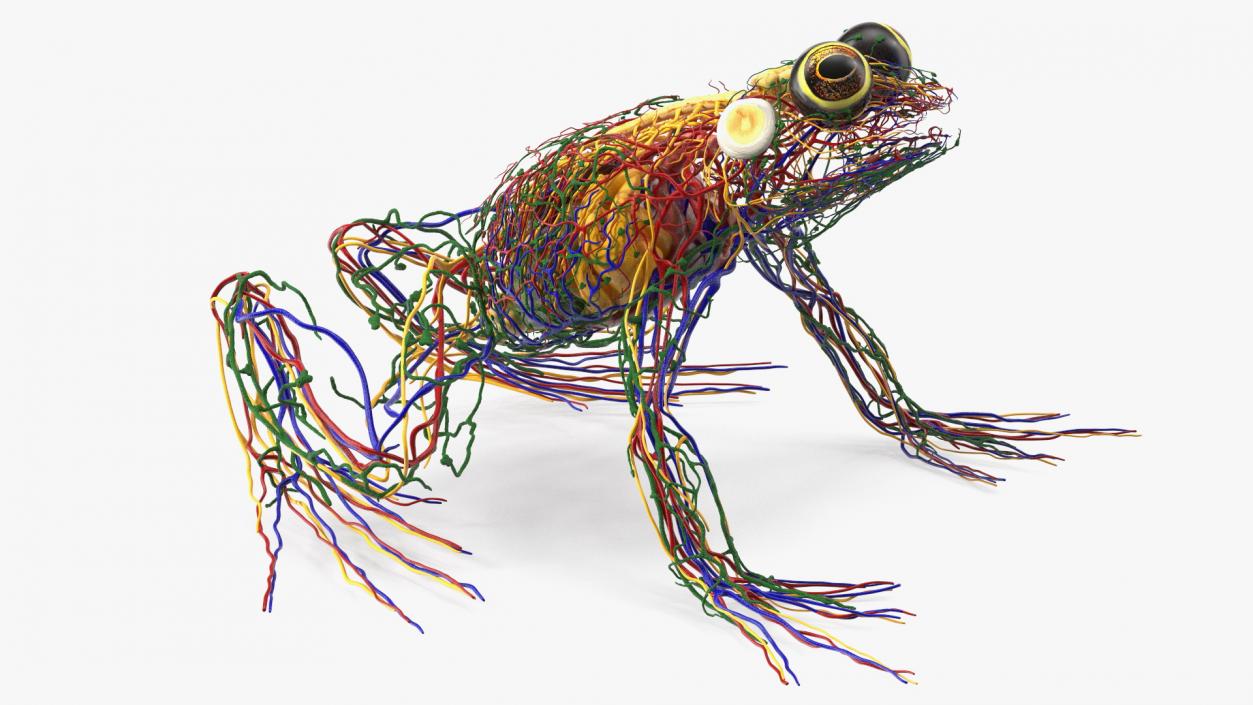 3D Frog Full Anatomy Collection model