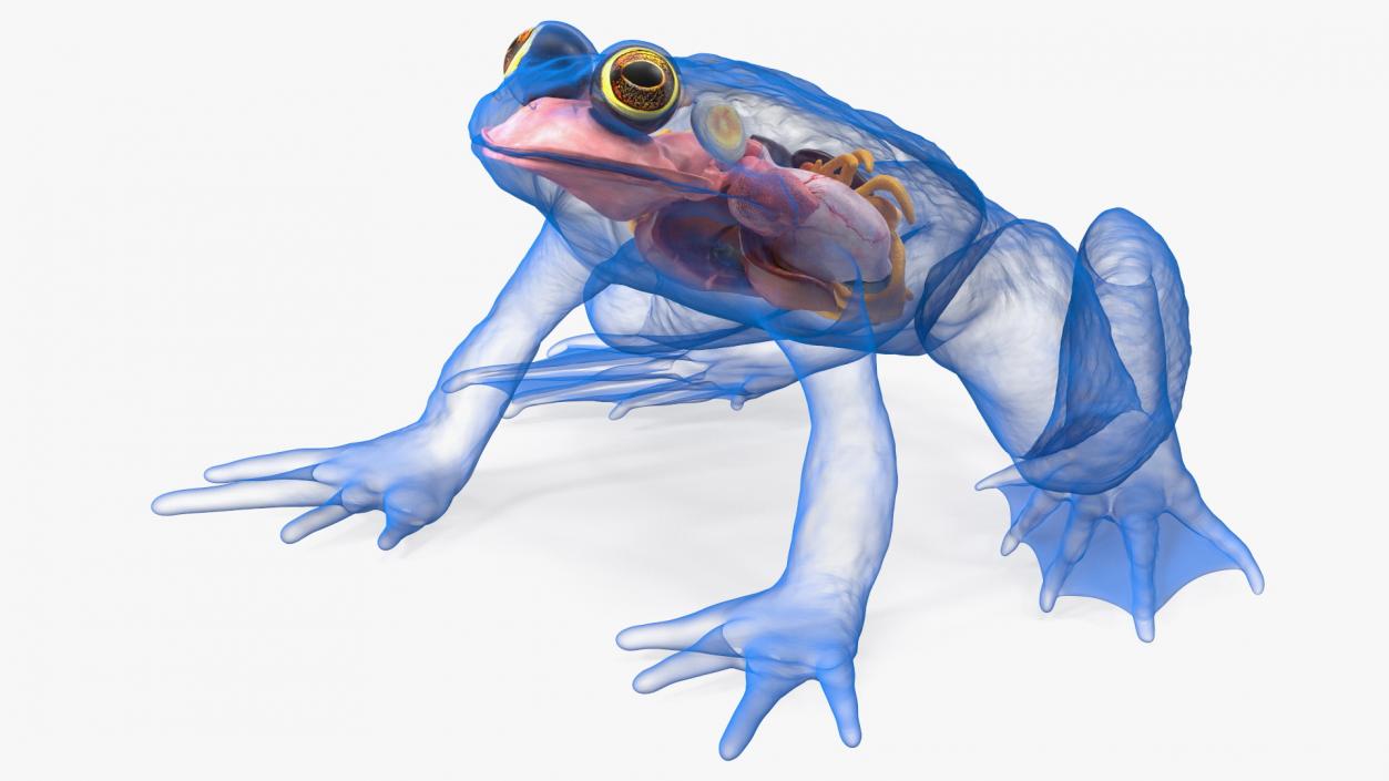 3D Frog Full Anatomy Collection model