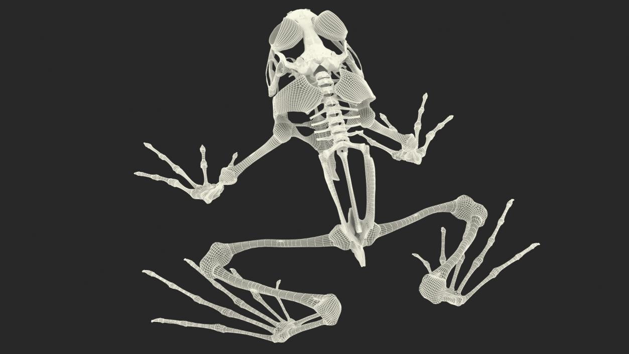 3D Frog Full Anatomy Collection model