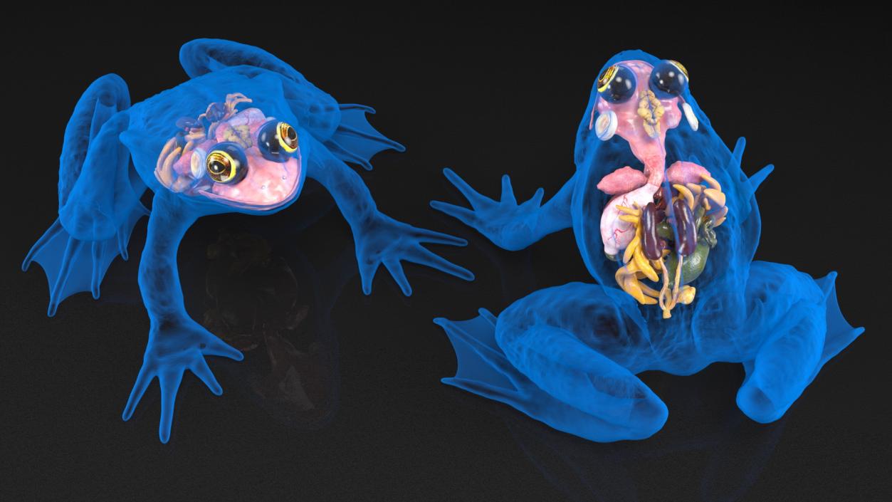 3D Frog Full Anatomy Collection model