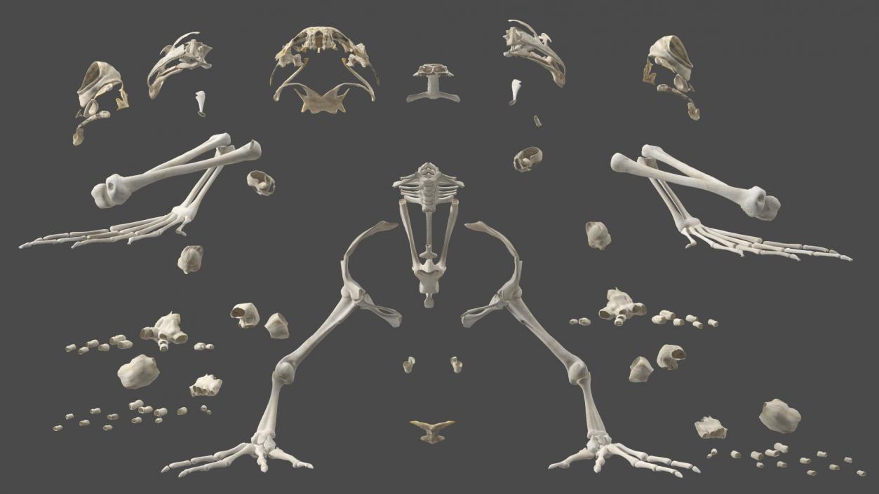 3D Frog Full Anatomy Collection model