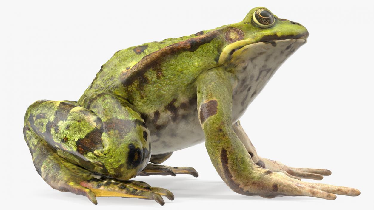 3D Frog Full Anatomy Collection model