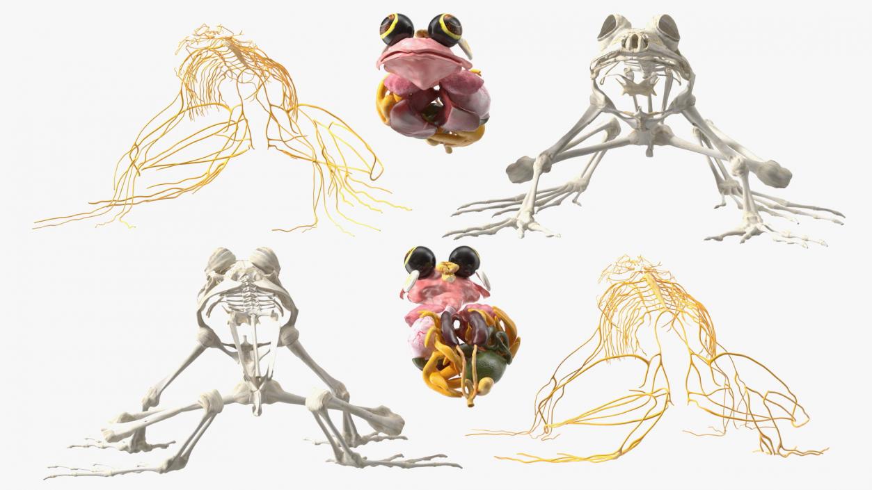 3D Frog Full Anatomy Collection model